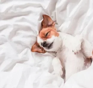 Uma foto de cachorro dormindo dá até um quentinho no coração! Mas você sabia que cada posição em que o seu filhote dorme tem um significado diferente?