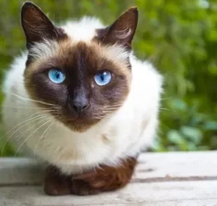 O câncer de pele em gatos pode ocorrer de diferentes formas: conheça mais sobre a doença e como prevenir!