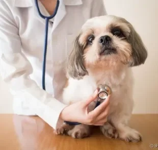 Coração de cachorro: os animais podem sofrer com problemas cardíacos graves. Conheça as principais doenças!