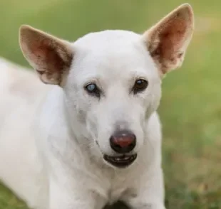 Catarata em cachorro: entenda como a doença se desenvolve