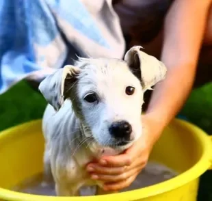Aprenda a dar banho em filhote de cachorro da forma correta!