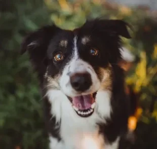  Border Collie: saiba mais sobre o temperamento da raça mais inteligente do mundo 