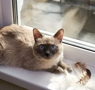 O gato Siamês é a companhia ideal se você busca um felino dócil e divertido