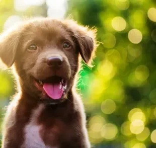 A cor do pelo do seu cachorro diz muito sobre o seu quadro de saúde. Entenda!