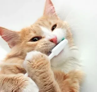 Escovar dente de gato é necessário, sim: descubra o porquê