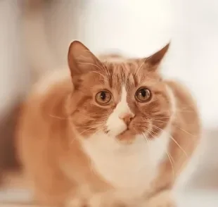 Um gato vomitando é motivo para ficar atento com a saúde do animal, já que diversas causas podem estar por trás do sintoma