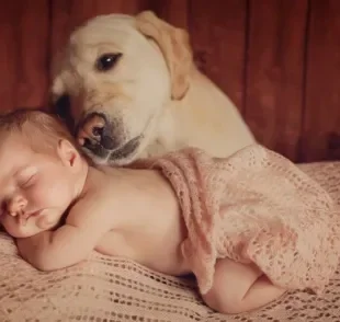 Pronto para fazer seu cachorro e bebê se tornarem melhores amigos? Veja algumas dicas abaixo!