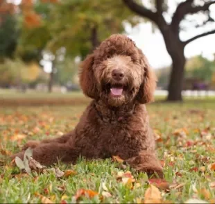 Alguns cruzamentos de raças pelo mundo deram origem a cachorros bem curiosos. Veja só!