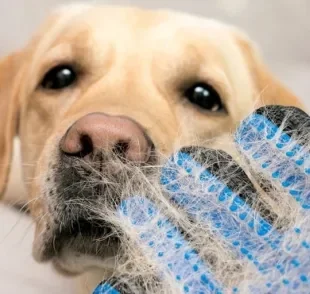 A luva para tirar pelo de cachorro é uma opção válida para cuidar do seu pet? Nós testamos!