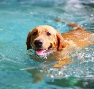 Protetor solar para cachorro é um item indispensável, principalmente no verão