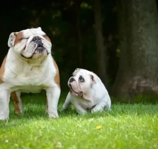 Cachorros filhotes e adultos têm necessidades nutricionais específicas, por isso, precisam de uma alimentação adequada para a faixa-etária