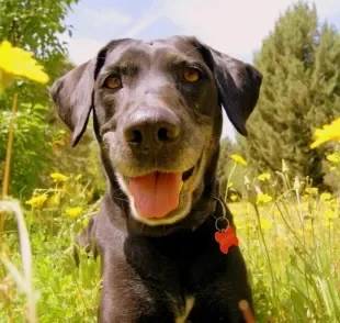 A alergia em cachorro pode ser causada por plantas e flores. Fique atento!