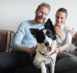 Levar um cachorro para casa é sinônimo de felicidade 24h por dia, mas também de muitas responsabilidades!