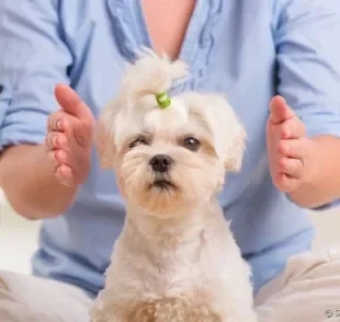 O reiki veterinário é uma técnica que promete vários benefícios para cachorros e gatos