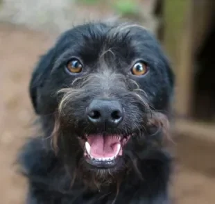 Signo de cachorro: entenda como o temperamento dos cães pode ser influenciado pelos astros