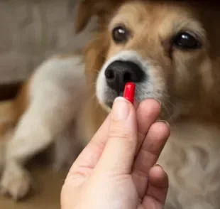 Antes de dar um remédio humano de gripe para cachorro, você já se perguntou quais são os riscos da automedicação em animais?
