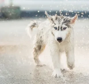 Sabia que a chuva pode trazer alguns riscos para o seu amigo de quatro patas? Fique atento!