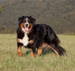 Bernese Mountain Dog: descubra mais sobre essa raça apaixonante