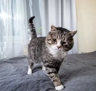 Encontrou o gato fazendo xixi na cama? Isso pode ser sinônimo de desconforto no seu bichano!