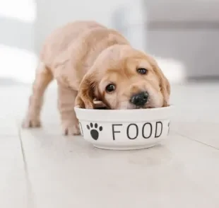 O cachorro comendo rápido é comum, mas isso não significa que é saudável. Fique atento!