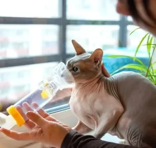 A asma felina requer cuidados e o uso de uma bombinha específica. Entenda mais sobre como o problema atinge os gatos!