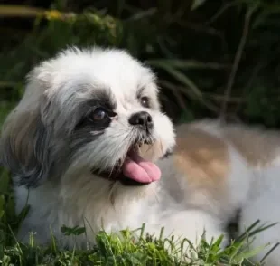 Bronquite em cães: saiba como a doença se desenvolve e pode afetar o seu amigo de quatro patas