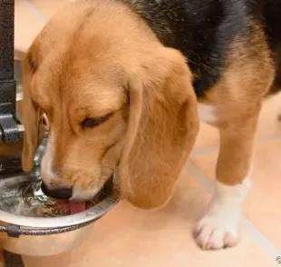 O cachorro bebendo muita água pode ter muitas causas, desde situações rotineiras até problemas de saúde mais graves.