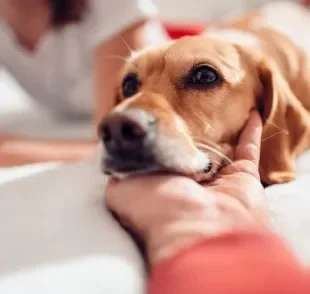  Você sabia que os seus sentimentos podem influenciar no comportamentamento do seu cão? Saiba mais sobre o assunto! 