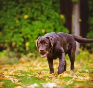 Cachorro mancando pode estar ligado a doenças hereditárias e machucados na patas. Saiba como ajudar o seu amigo nesses casos!