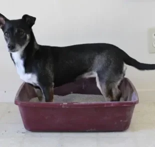 Cachorro pode usar a caixa de areia, sim - você só precisa dos acessórios corretos, algumas técnicas e muita paciência