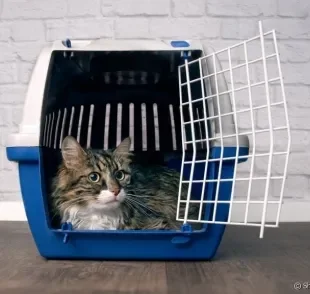  A caixa de transporte de gato não precisa ser um pesadelo para o animal. Veja como tornar o acessório mais confortável!