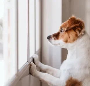 Conversamos com um adestrador e ele deu algumas dicas para reacostumar seu cachorro a ficar sozinho em casa depois da quarentena!