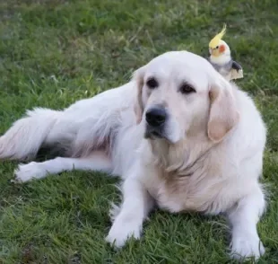  Calopsita e cachorro juntos é a coisa mais fofa. Saiba como facilitar o convívio entre animais de espécies diferentes! 