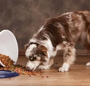 Ração para cães: você sabe como guardar o alimento da forma correta?