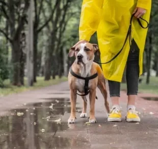 Cuidar de cachorro nos dias de muita chuva, principalmente em áreas de risco, é fundamental para preservar a saúde e vida do seu amigo!