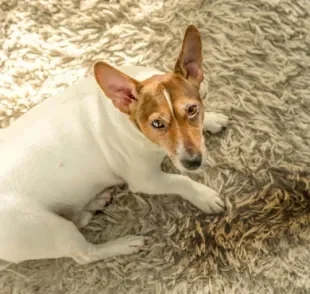 Você sabe como ensinar cachorro velho a fazer necessidades no lugar certo? Veja algumas dicas