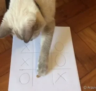 Veja como ensinar seu gato a brincar de jogo da velha na quarentena
