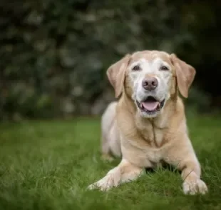 A quimioterapia em cachorros é o tratamento mais usado contra o câncer. Veja como o procedimento funciona.