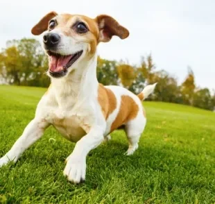 O cachorro hiperativo não consegue ficar quieto por muito tempo, mas é possível melhorar essa situação