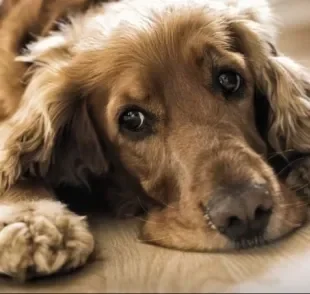 Sem saber se o cachorro está doente ou não? Veja alguns sinais que podem indicar que algo não vai bem