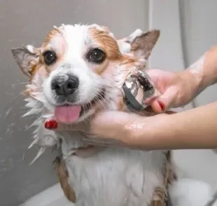 Veja como escolher o sabonete para cachorro ideal!