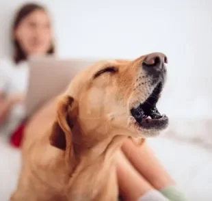 Não sabe como cuidar do cachorro durante a quarentena/distanciamento social? Veja algumas dicas.