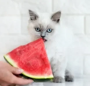 Veja quais frutas que gatos podem comer e quais podem ser prejudiciais para a saúde deles
