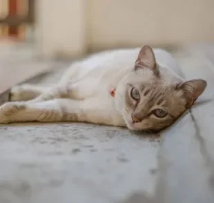 Gangliosidose em gatos: saiba mais sobre a doença hereditária que pode atingir o seu gatinho
