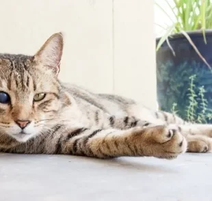 Gatinhos cegos precisam de uma casa adaptada e bem segura para viverem!