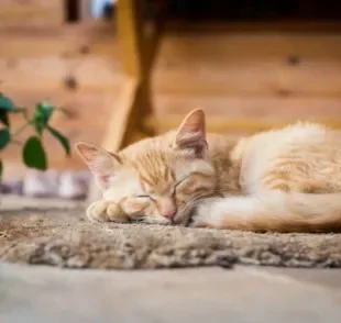 Criação indoor de gatos: saiba como pode ajudar na saúde e no bem-estar do seu pet! 