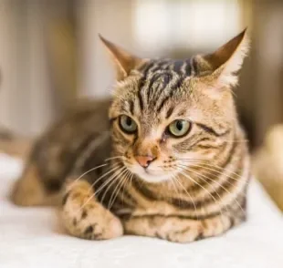 O estresse do quarentena também pode ser sentido pelo seu gatinho. Descubra como tornar o período mais tranquilo para você e seu amigo!