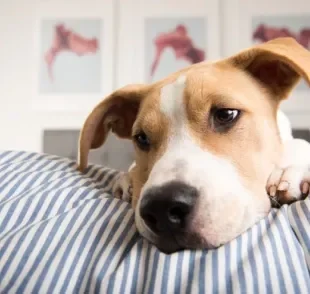 Saiba como identificar os sintomas da ascite em cães