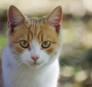 Leishmaniose: gatos podem ou não apresentar sintomas da doença. É importante ficar atento