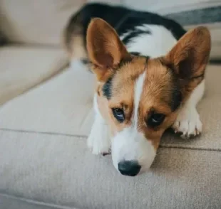 Olhar de cachorro arrependido? Entenda o que essa linguagem corporal significa